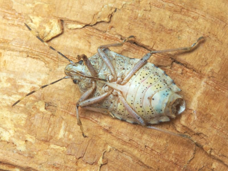 Rhaphigaster nebulosa (Poda, 1761)